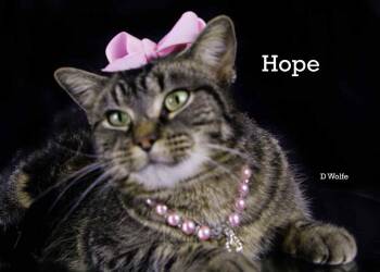 Tabby Cats Available for Adoption - Hope | PetCurious