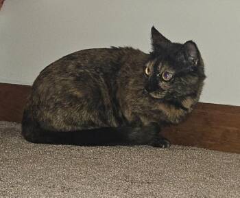 Domestic Short Hair Cats Available for Adoption in Meriden, Connecticut - Galician | PetCurious