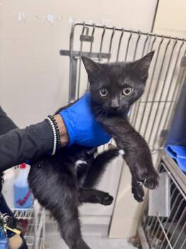 Domestic Short Hair Cats Available for Adoption in Passaic, New Jersey - Miles  | PetCurious