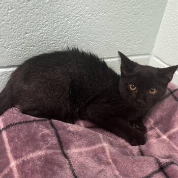 Chick O Stick -  Domestic Short Hair Cat for Adoption in Spruce Pine, North Carolina - Chick O Stick | PetCurious