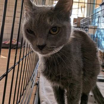 Domestic Short Hair Cats Available for Adoption - Dessert | PetCurious