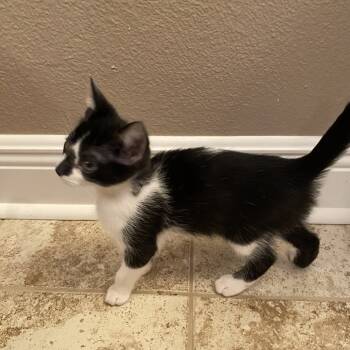 Rescue Domestic Short Hair Cats for Adoption in San Antonio, Texas - Cleo | PetCurious