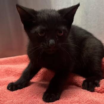 Mug Shot -  Domestic Short Hair Cat for Adoption in Providence, Rhode Island - Mug Shot | PetCurious