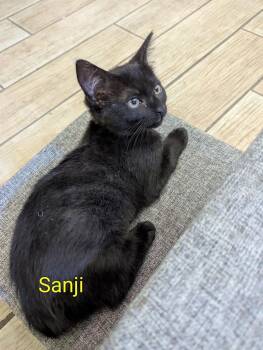 Sanji -  Domestic Short Hair Cat for Adoption in Redondo Beach, California - Sanji | PetCurious