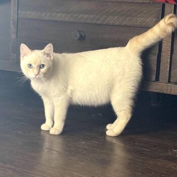 Domestic Short Hair Cats Available for Adoption in Garfield, Arkansas - Athena | PetCurious