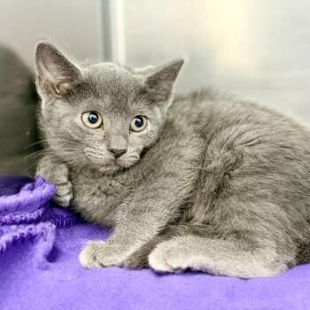 Stella -  Domestic Short Hair Cat for Adoption in Jackson Township, New Jersey - Stella | PetCurious