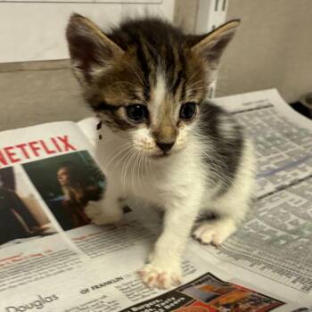 Domestic Short Hair Cats Available for Adoption in Yuma, Arizona - Valentine | PetCurious