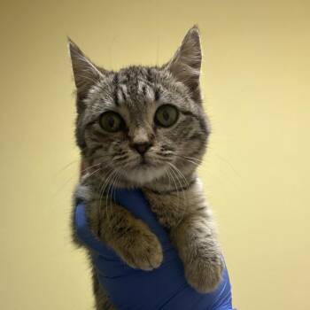 Domestic Short Hair Cats Available for Adoption in Charlottesville, Virginia - Ballerina | PetCurious