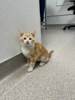 Domestic Short Hair Cats Available for Adoption in Minot, North Dakota - Rocket | PetCurious