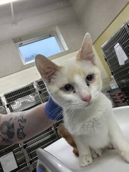 Rocky -  Domestic Short Hair Cat for Adoption in Cincinnati, Ohio - Rocky | PetCurious