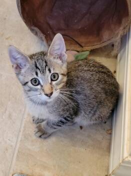 Rescue Domestic Short Hair Cats for Adoption in Newberg, Oregon - Apollo | PetCurious