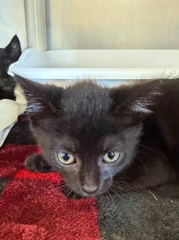 Thing 1 -  Domestic Short Hair Cat Available for Adoption in Pomona, New York - Thing 1 | PetCurious