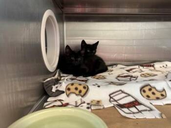 Kermit -  Domestic Short Hair Cat for Adoption in Bellevue, Washington - Kermit | PetCurious