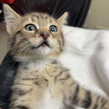 Forest -  Domestic Short Hair Cat for Adoption in Lakewood, Colorado - Forest | PetCurious