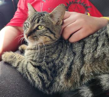 Domestic Short Hair Cats Available for Adoption - Lilo | PetCurious