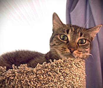 Tabby and Domestic Short Hair Cats Available for Adoption in Fort Myers, Florida - Maxine | PetCurious