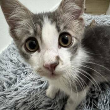 Bo 26-06-132 -  Domestic Short Hair Cat for Adoption in Bastrop, Texas - Bo 26-06-132 | PetCurious