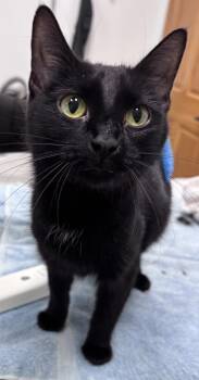Solo -  Domestic Short Hair Cat for Adoption in Saint Paul, Minnesota - Solo | PetCurious