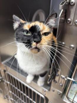 Sassy -  Domestic Short Hair Cat for Adoption in Black Eagle, Montana - Sassy | PetCurious