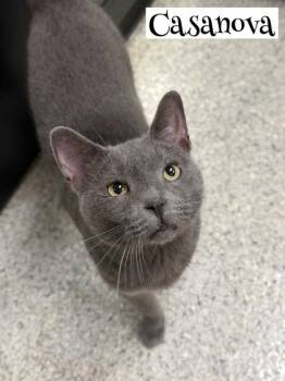 Casanova -  Domestic Short Hair Cat for Adoption in Valparaiso, Indiana - Casanova | PetCurious