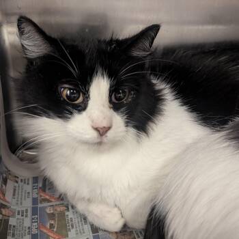 Domestic Long Hair Cats Available for Adoption - Finchy | PetCurious