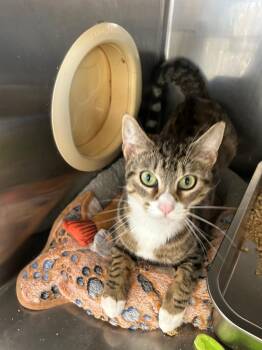 Tabby Cats Available for Adoption - Jellybean  | PetCurious