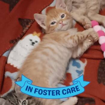 RAPHAEL -  Domestic Short Hair Cat for Adoption in Tallahassee, Florida - RAPHAEL | PetCurious