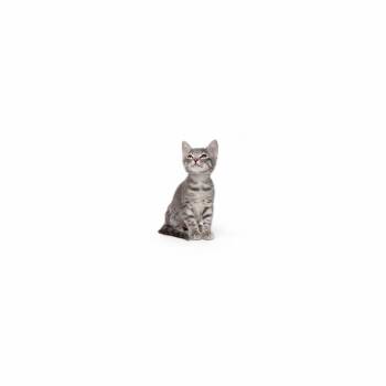 Solstice -  Domestic Short Hair Cat for Adoption in Los Angeles, California - Solstice | PetCurious