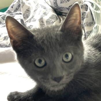 Rescue Domestic Short Hair Cats for Adoption in Burbank, California - Lupin (A134996) | PetCurious