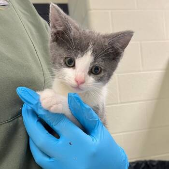 Domestic Short Hair Cats Available for Adoption in Charlottesville, Virginia - All That | PetCurious