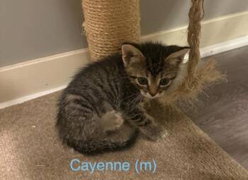 Cayanne -  Domestic Short Hair Cat for Adoption in Fremont, Nebraska - Cayanne | PetCurious