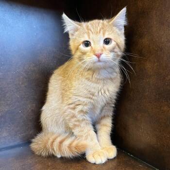 American Shorthair Cats Available for Adoption - Blaze | PetCurious