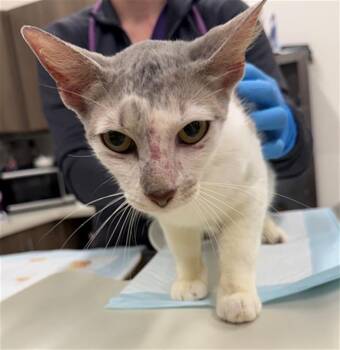 DIVITA -  Domestic Short Hair Cat for Adoption in Baytown, Texas - DIVITA | PetCurious