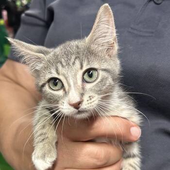 Rescue American Shorthair Cats for Adoption in Mount Vernon, Arkansas - Clyde | PetCurious