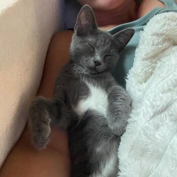 Link -  Domestic Short Hair Cat for Adoption in San Antonio, Texas - Link | PetCurious