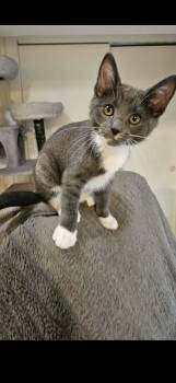 Perla -  Domestic Short Hair and Tabby Cat for Adoption in Omaha, Nebraska - Perla | PetCurious