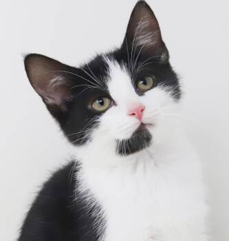 Tuxedo and Turkish Van Cats Available for Adoption in Bedford Hills, New York - Brandy Will WOW U With Her Beauty And Sweetness! | PetCurious