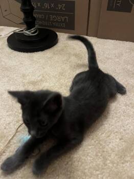 Domestic Short Hair Cats Available for Adoption in Rockaway, New Jersey - Misty KITTEN | PetCurious
