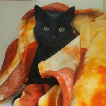 Domestic Short Hair Cats Available for Adoption - Salem | PetCurious