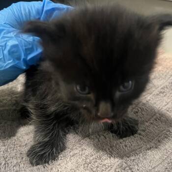 Domestic Short Hair Cats Available for Adoption in Oak Park, Illinois - Strawberry | PetCurious