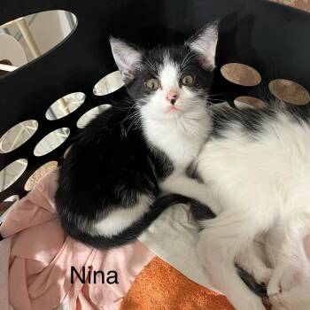 Domestic Short Hair Cats Available for Adoption in Corydon, Indiana - Nina | PetCurious