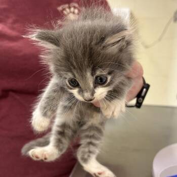 Stray - Boston Road Kitten 1 -  Domestic Short Hair Cat for Adoption in Roxboro, North Carolina - Stray - Boston Road Kitten 1 | PetCurious