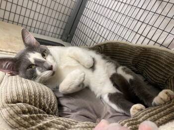 Enzo -  Domestic Short Hair Cat for Adoption in Grants Pass, Oregon - Enzo | PetCurious