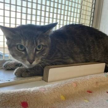 Rescue Domestic Short Hair Cats for Adoption in Hawthorne, California - Suzy | PetCurious