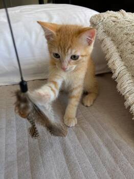 Athena -  American Shorthair Cat Available for Adoption in Poway, California - Athena | PetCurious
