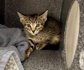 Carl -  Domestic Short Hair Cat for Adoption in Nashville, Tennessee - Carl | PetCurious