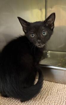 Google -  Domestic Short Hair Cat for Adoption in Maumelle, Arkansas - Google | PetCurious