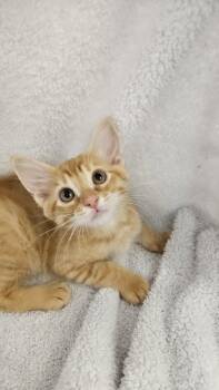 Eddie -  Domestic Short Hair Cat for Adoption in Antioch, California - Eddie | PetCurious