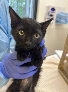 Durian -  Domestic Short Hair Cat for Adoption in Raleigh, North Carolina - Durian | PetCurious