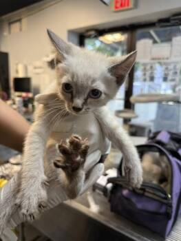 GLUTTONY -  Domestic Short Hair Cat for Adoption in Fort Walton Beach, Florida - GLUTTONY | PetCurious